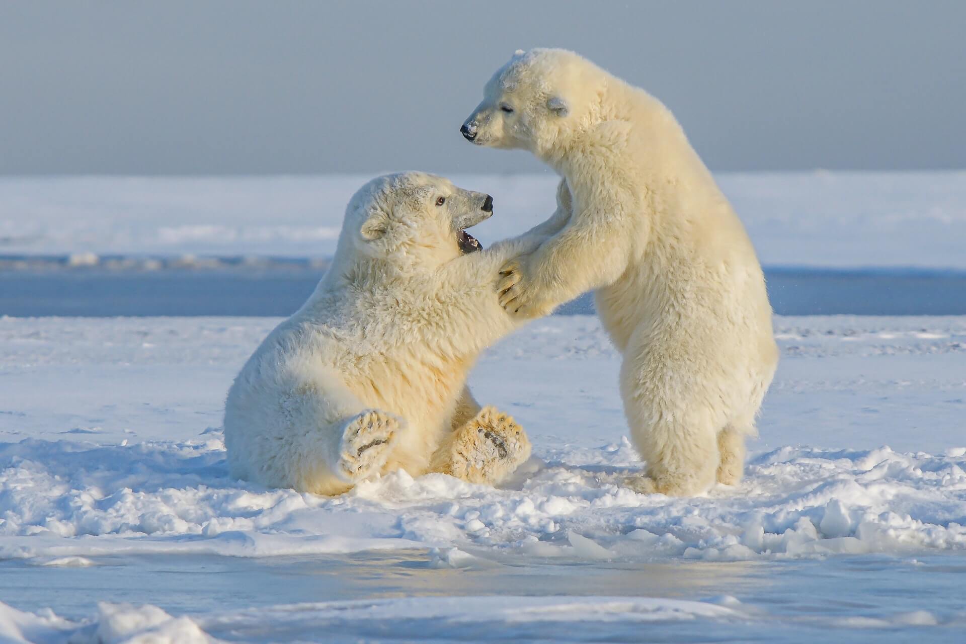 niedźwiedzie-polarne-alaska- hans-jurgen-mager-CHqbiMhQ_wE-unsplash.jpg